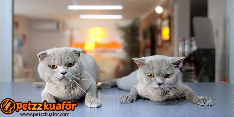 Kedi Makine Traşı kedi makine traşı